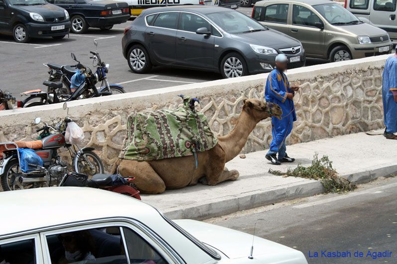 camellistas-agadir